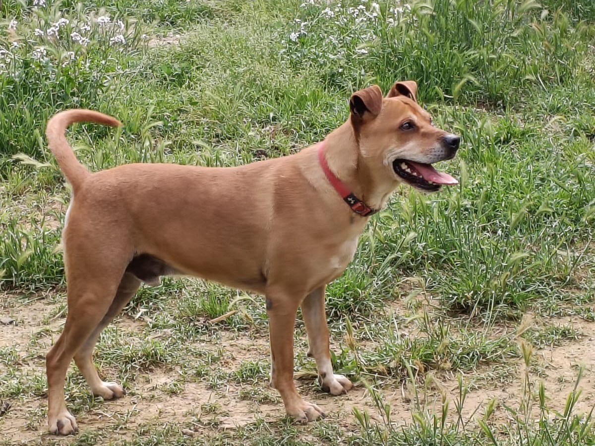 Adotta un cane, maschio, 7 anni e 4 mesi, Roma
