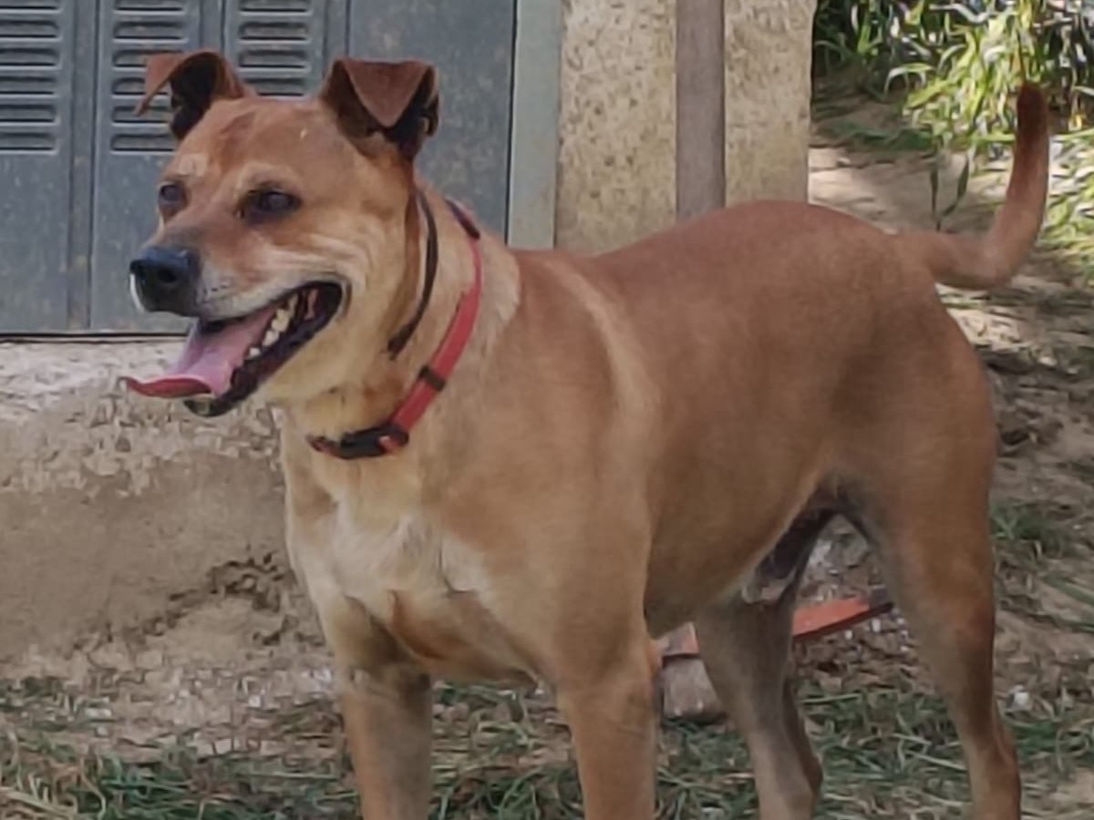 Adotta un cane, taglia media, maschio, Roma