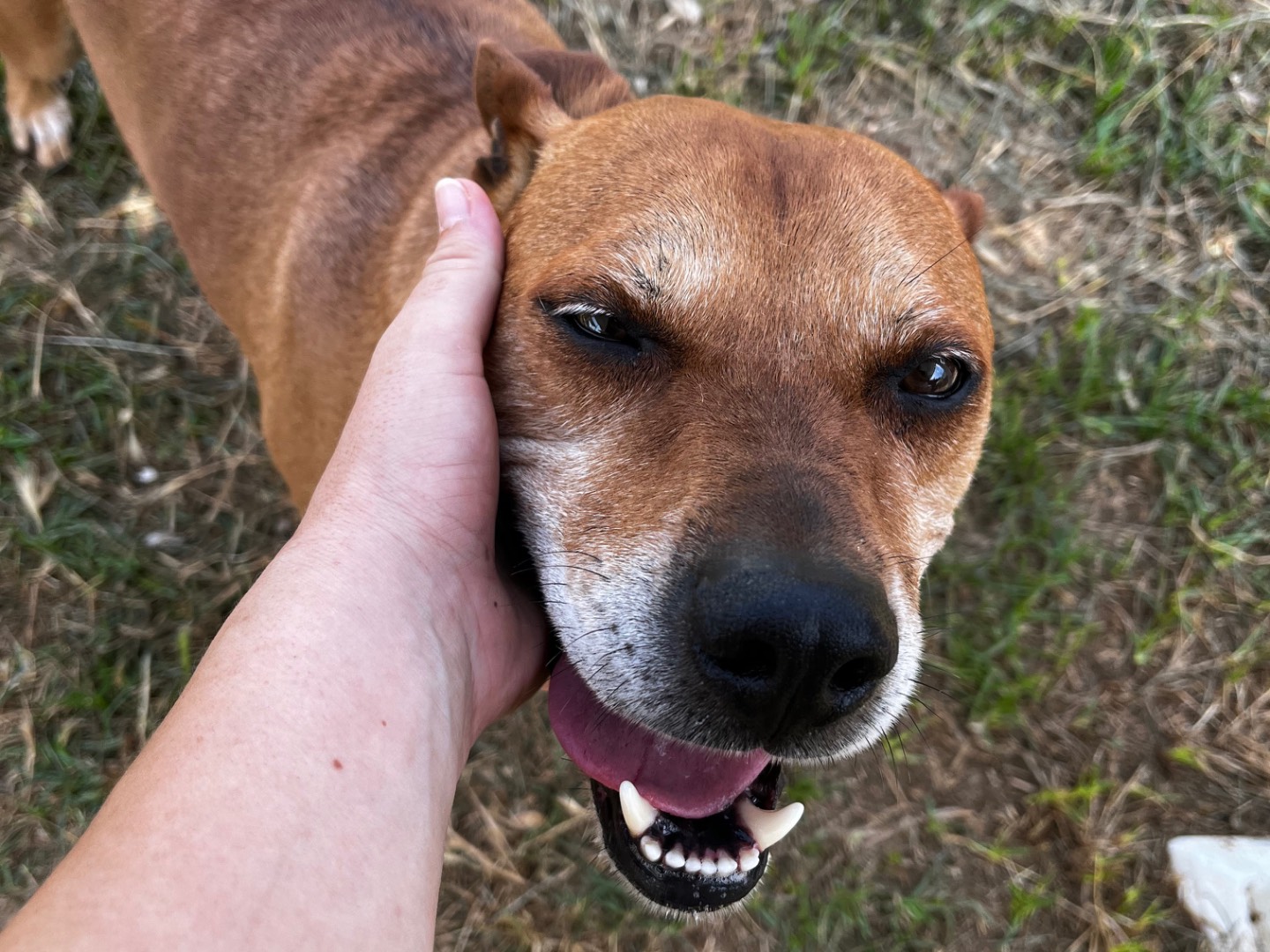 Vuoi adottare un cane a Roma?