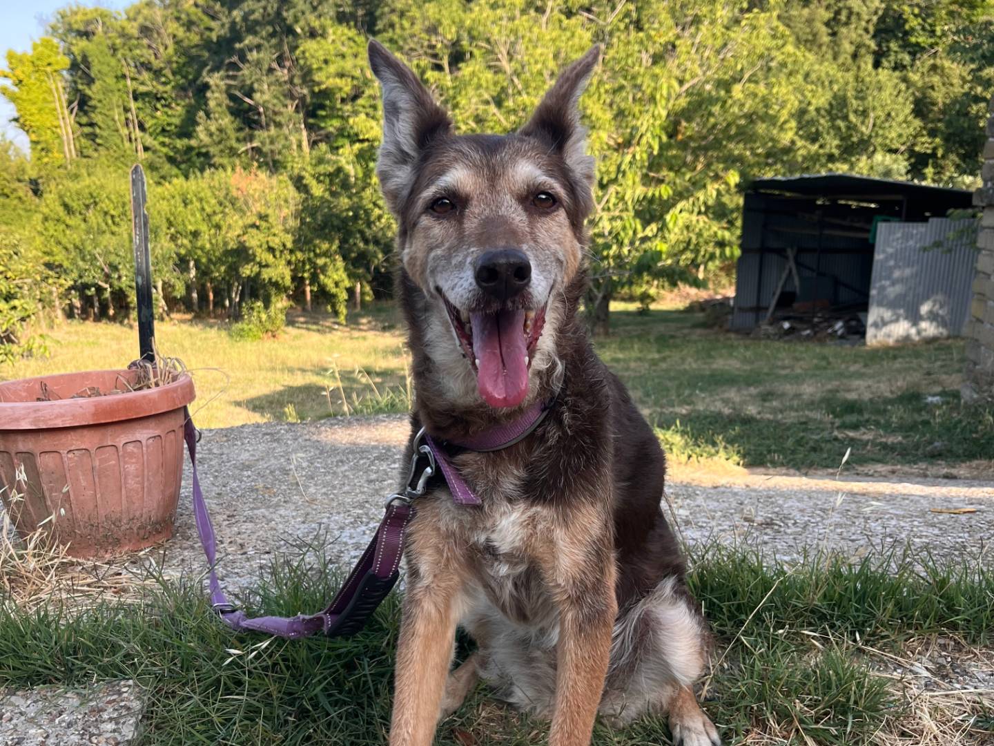Adozione cane, femmina, Razza sconosciuta Razza sconosciuta, 12 anni e 2 mesi, taglia media, Roma