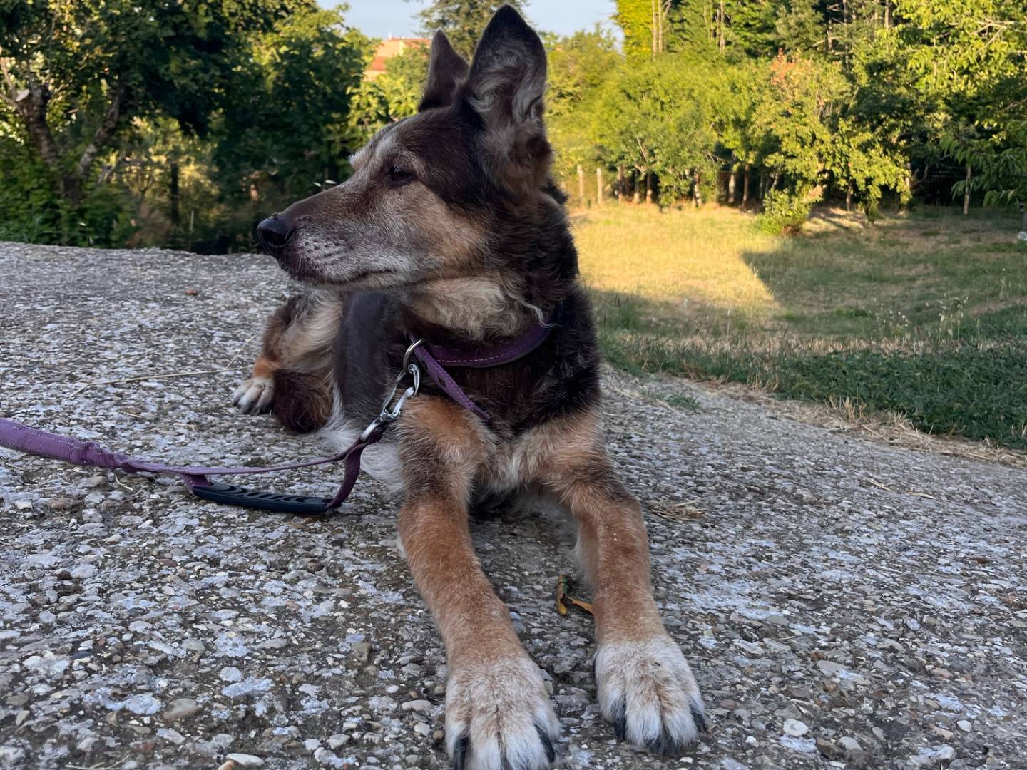 Adotta un cane, femmina, 12 anni e 2 mesi, Roma