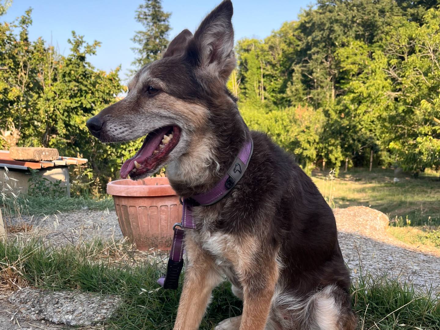 Adotta un cane, taglia media, femmina, Roma