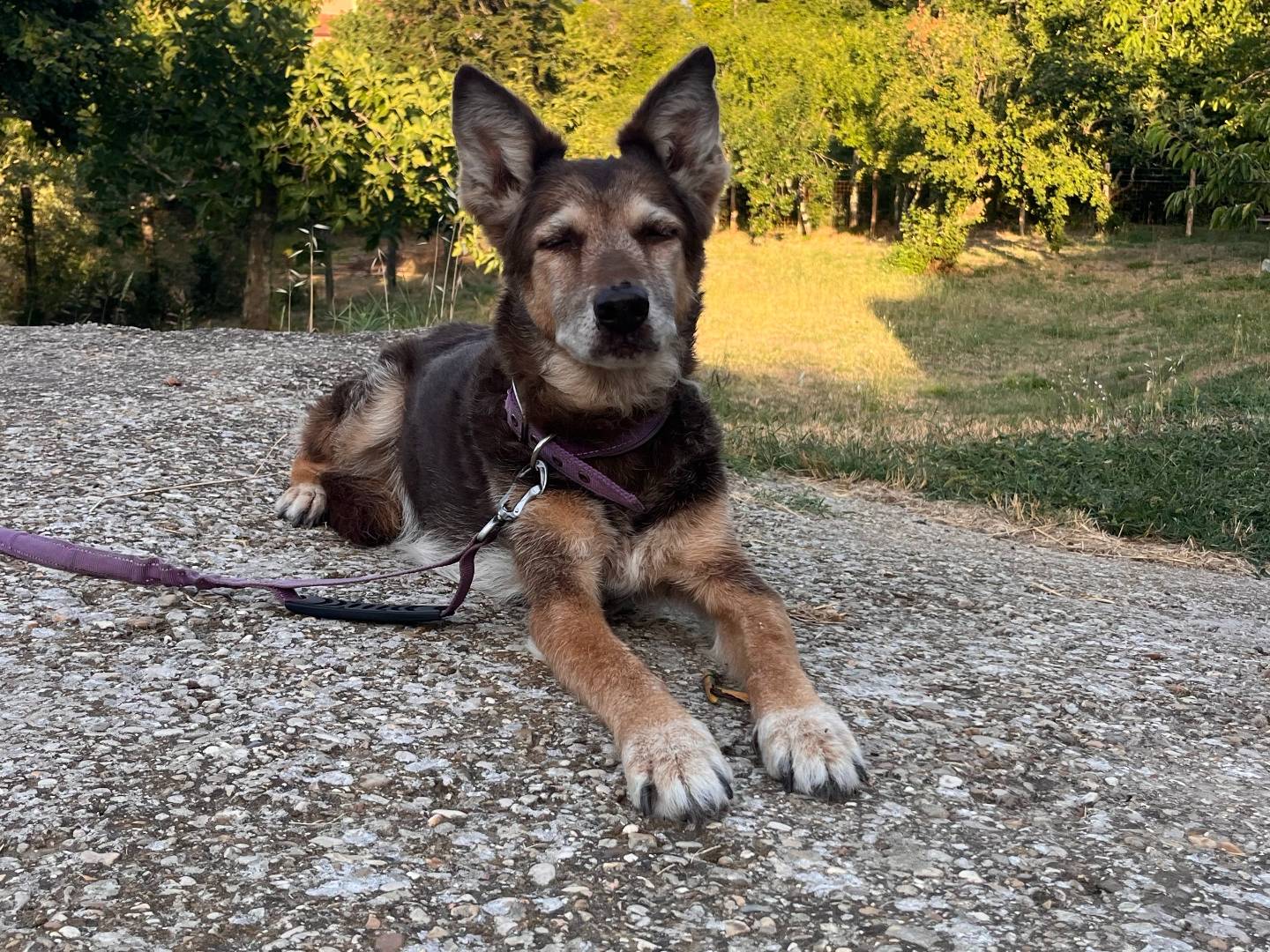 Adotta il cane Sissi a Roma