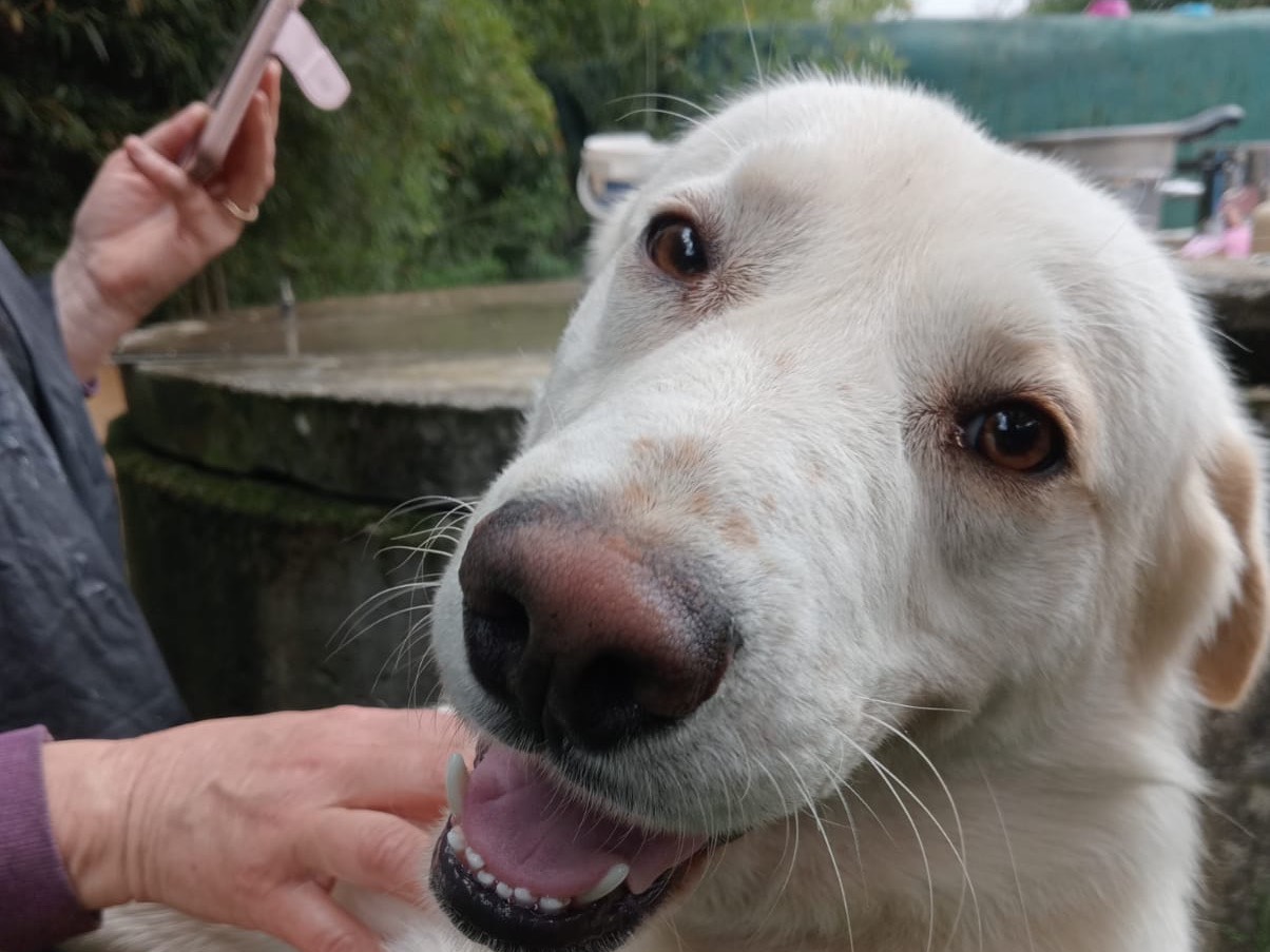 Adotta il cane Sale a Roma