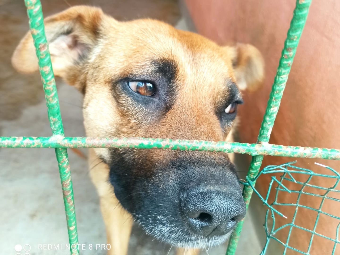Adotta il cane Alex a Roma