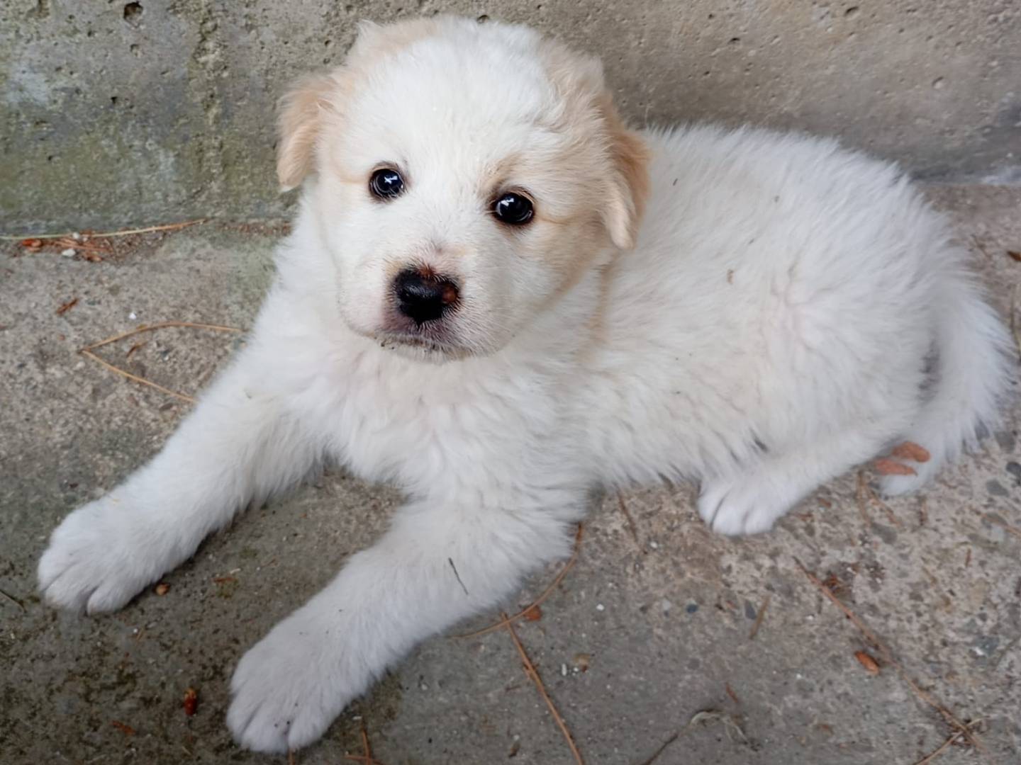 Adozione cane, femmina, Razza sconosciuta Razza sconosciuta, 2 mesi, taglia media, Caltanissetta