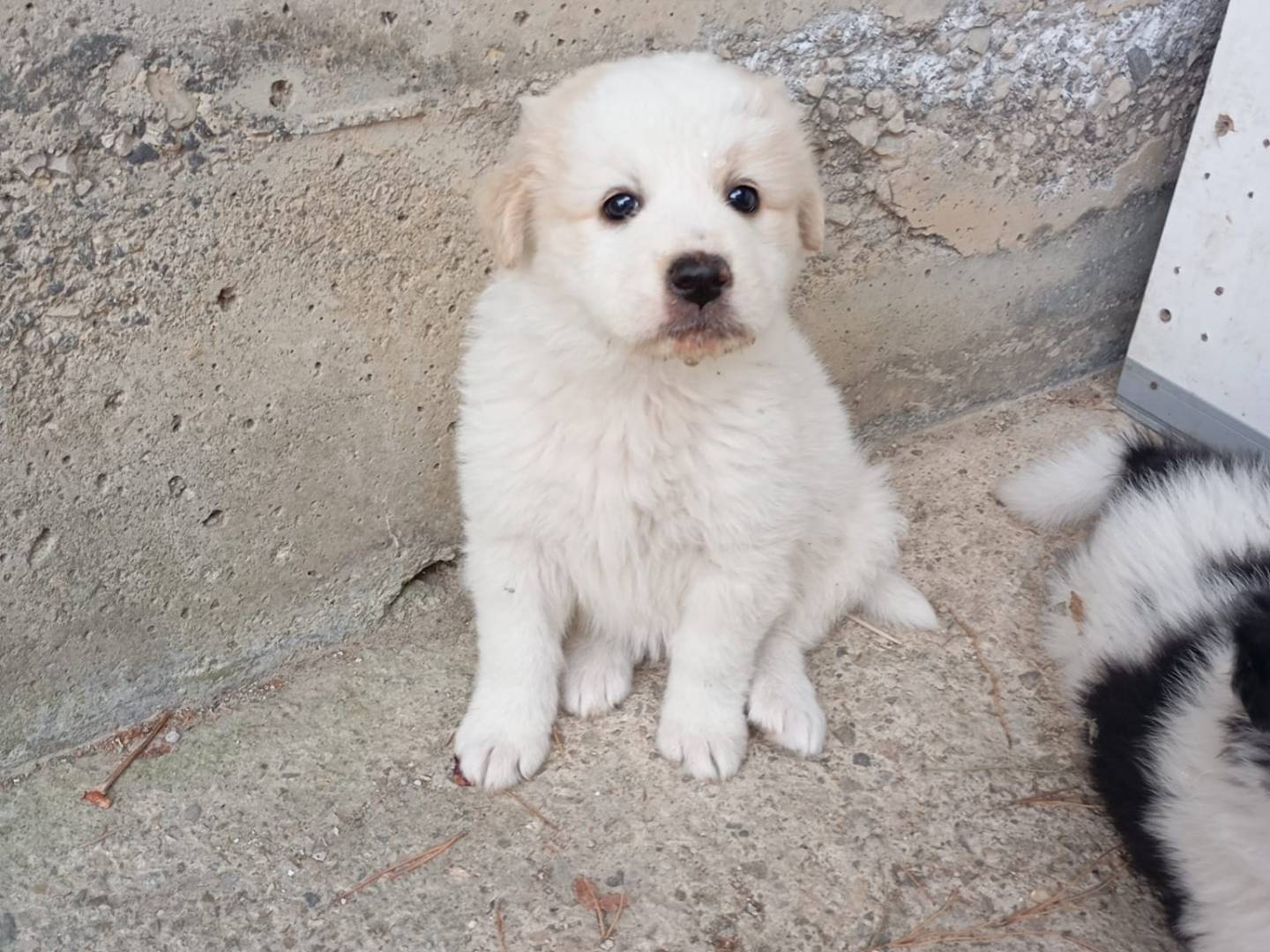 Adotta un cane, femmina, 2 mesi, Caltanissetta