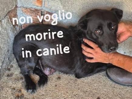Adozione cane, femmina, Razza sconosciuta Razza sconosciuta, 9 anni e 1 mese, taglia media, Brescia