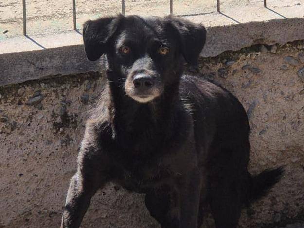 Adotta un cane, femmina, 9 anni e 1 mese, Brescia