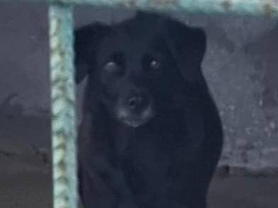 Adotta un cane, taglia media, femmina, Brescia