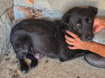 Vuoi adottare un cane a Brescia?