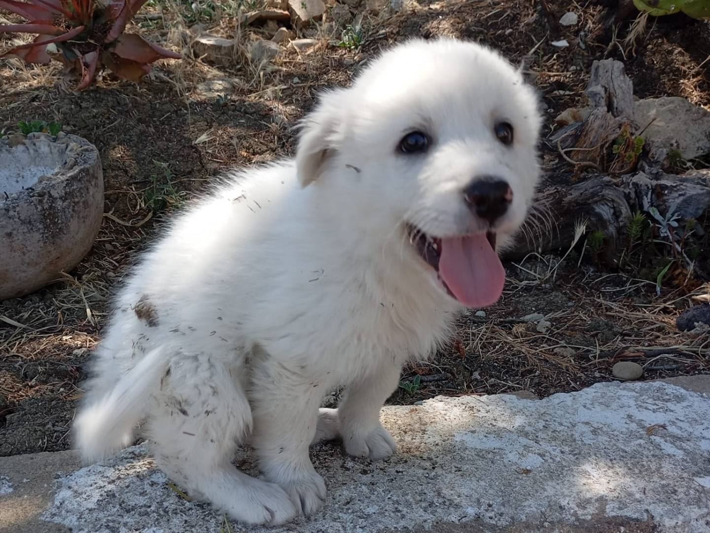 Adozione cane, maschio, Razza sconosciuta Razza sconosciuta, 2 mesi, taglia media, Caltanissetta