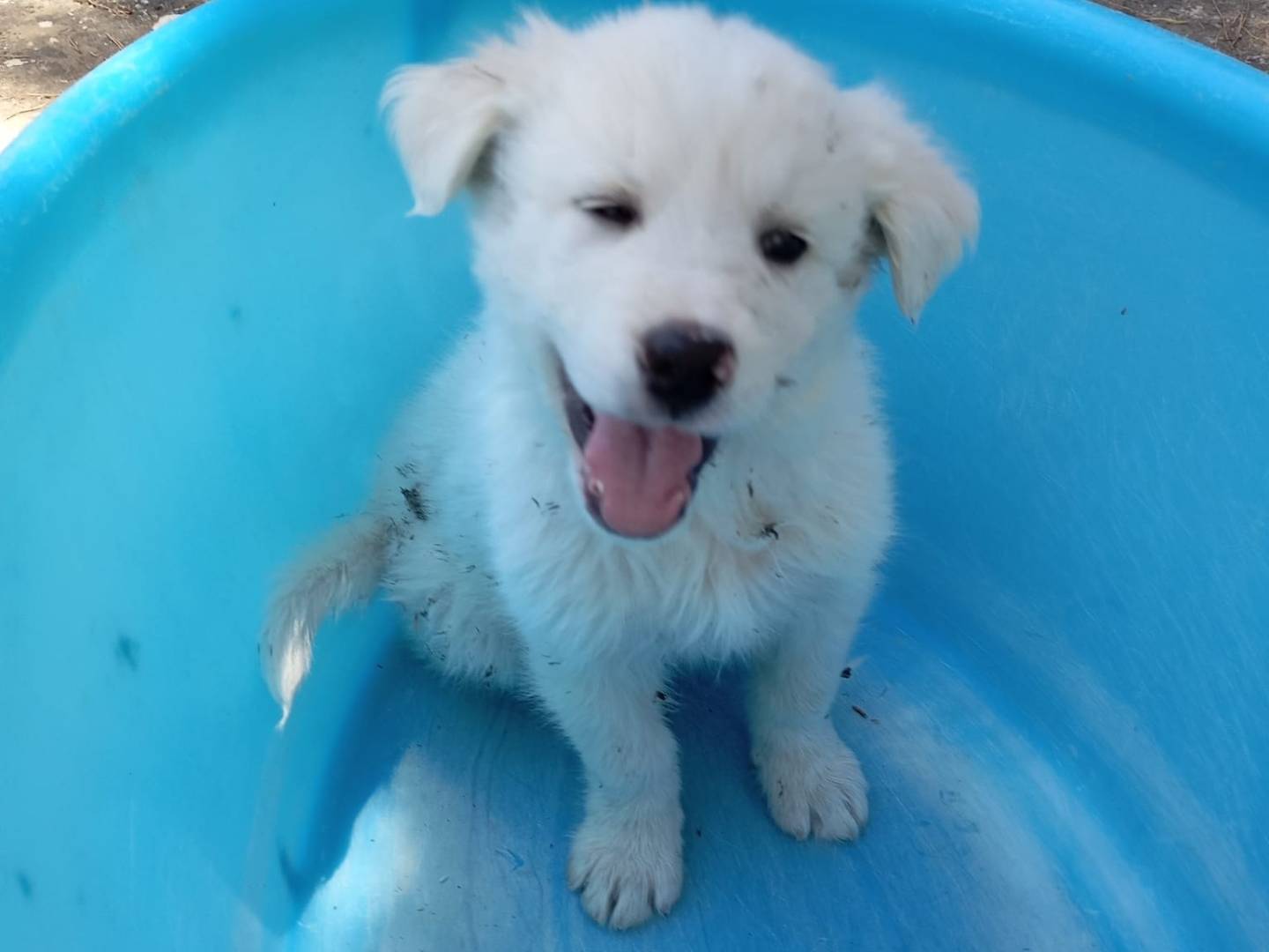 Adotta un cane, maschio, 2 mesi, Caltanissetta
