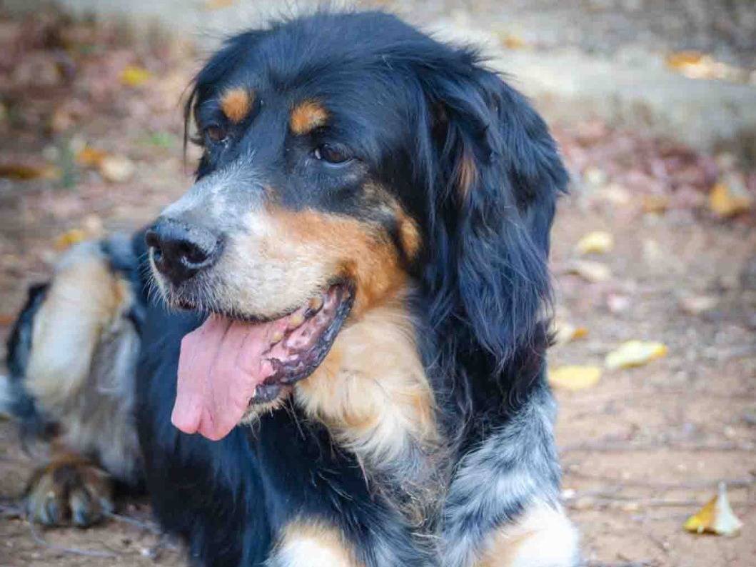 Adotta un cane, taglia media contenuta, femmina, Lecce
