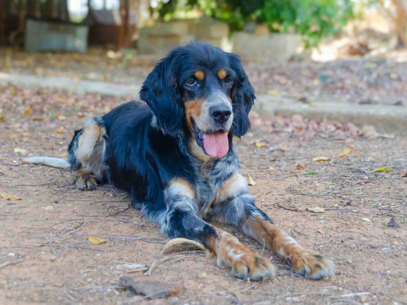 Adozione cane, femmina, Setter Inglese Razza sconosciuta, 12 anni e 4 mesi, taglia media contenuta, Lecce