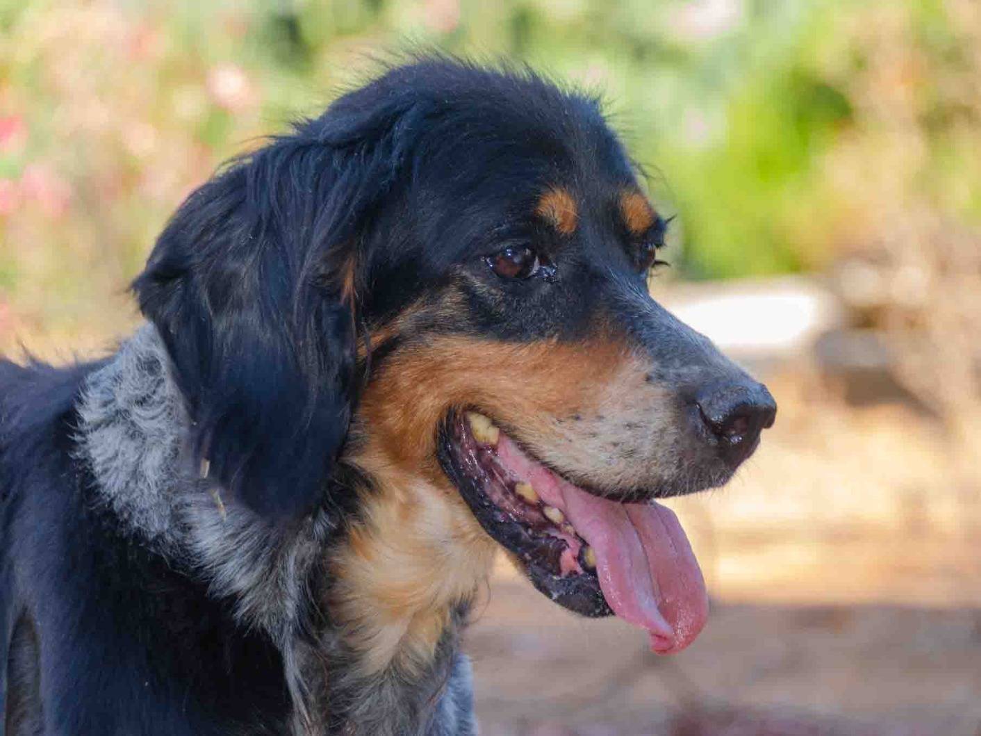 Adotta un cane, femmina, 12 anni e 4 mesi, Lecce