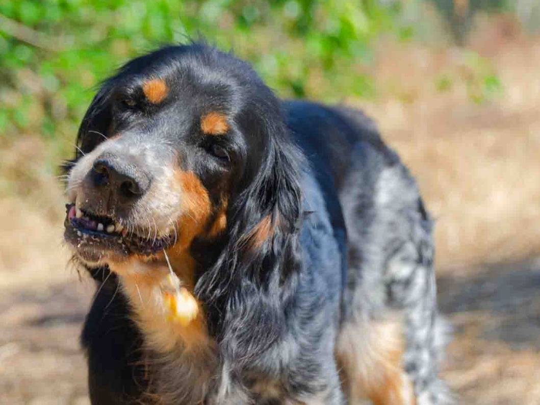 Vuoi adottare un cane a Lecce?