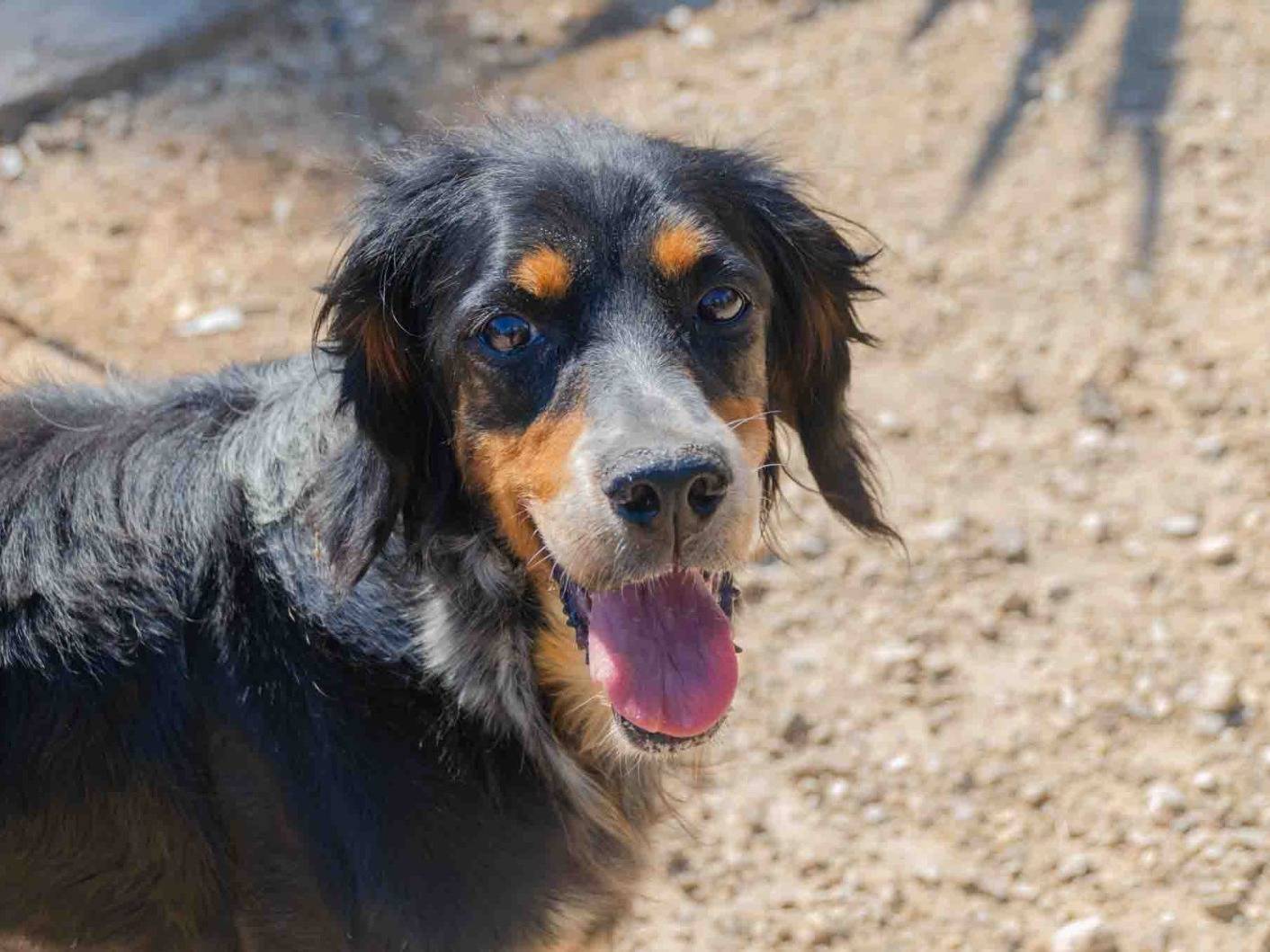 Adotta il cane Freya a Lecce