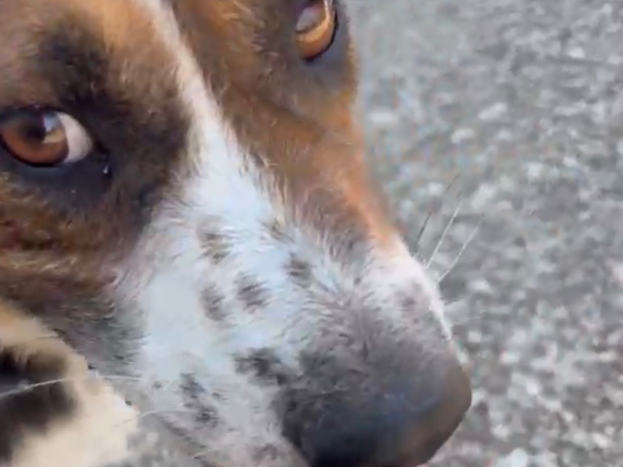 Vuoi adottare un cane a Latina?