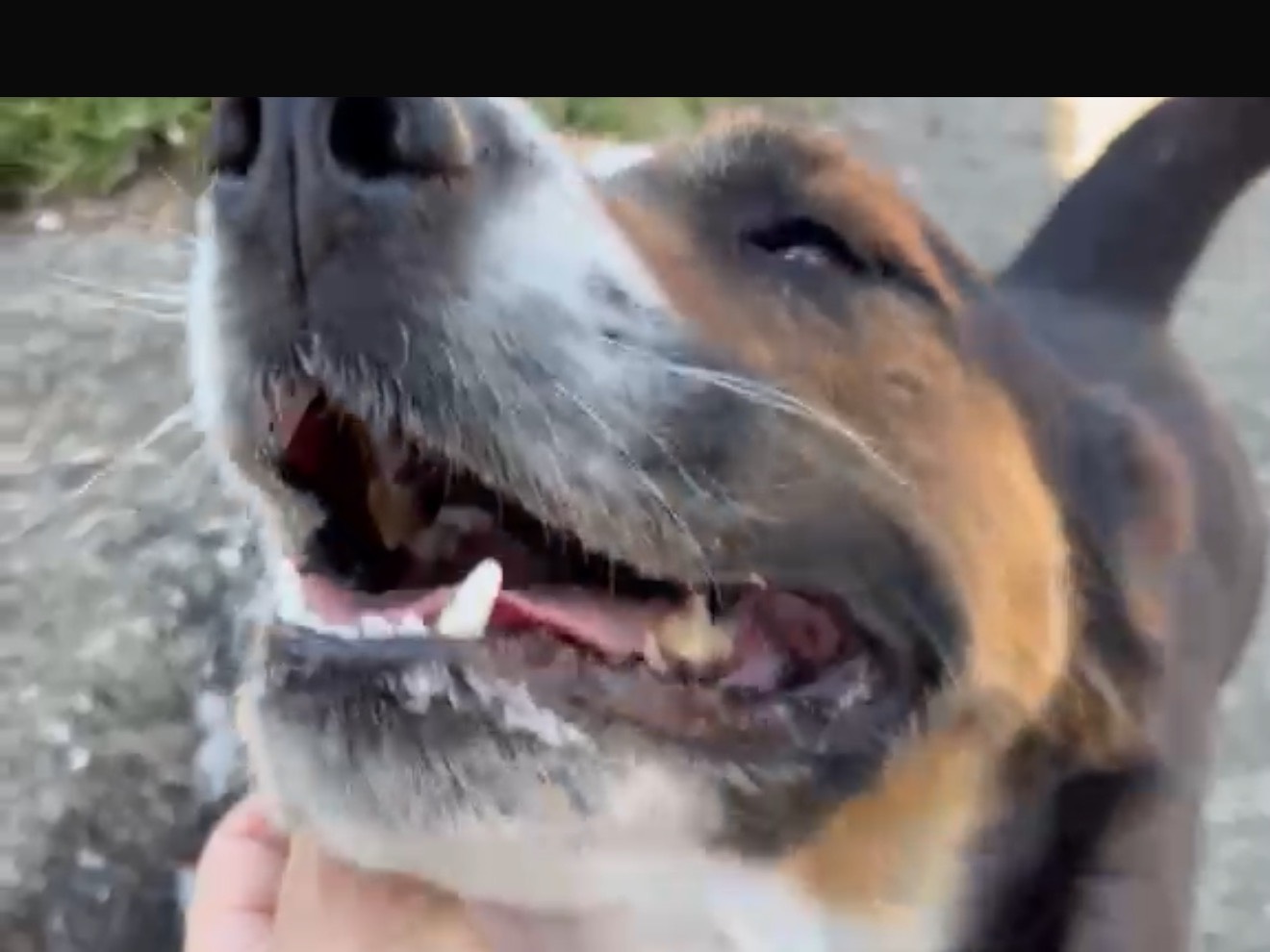 Adotta un cane, maschio, 3 anni e 6 mesi, Latina