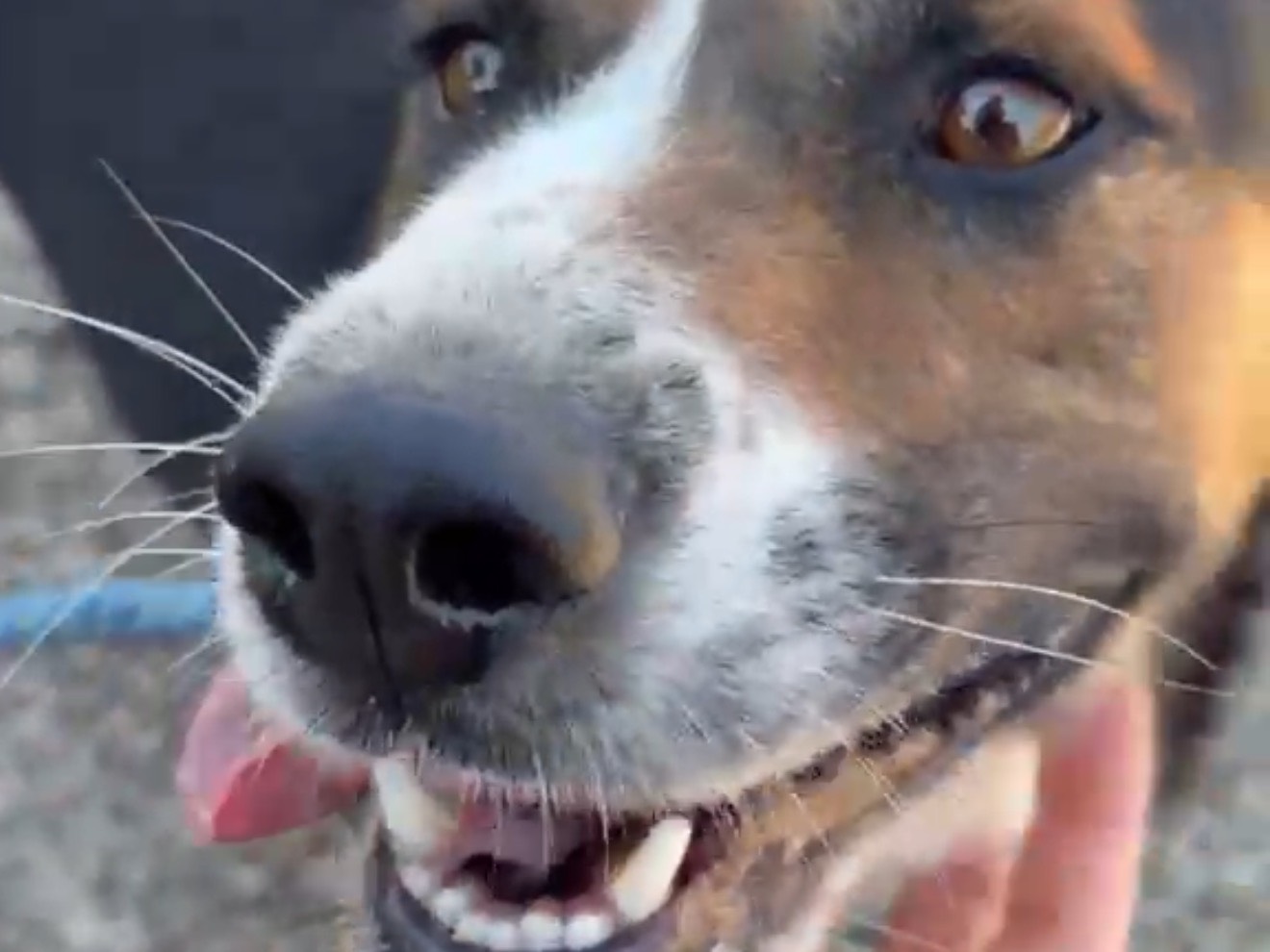 Adotta un cane, taglia piccola, maschio, Latina