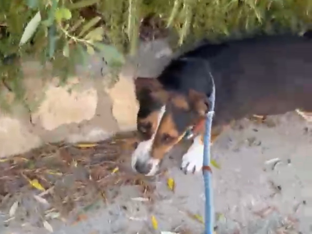 Adozione cane, maschio, Razza sconosciuta Razza sconosciuta, 3 anni e 6 mesi, taglia piccola, Latina