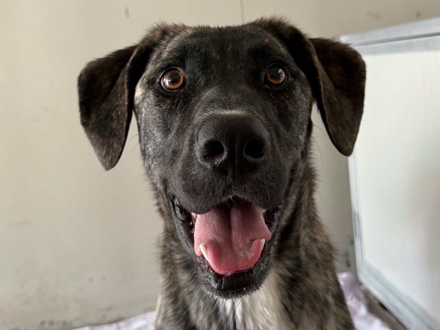 Adozione cane, femmina, Razza sconosciuta Razza sconosciuta, 1 anno e 8 mesi, taglia grande, Milano