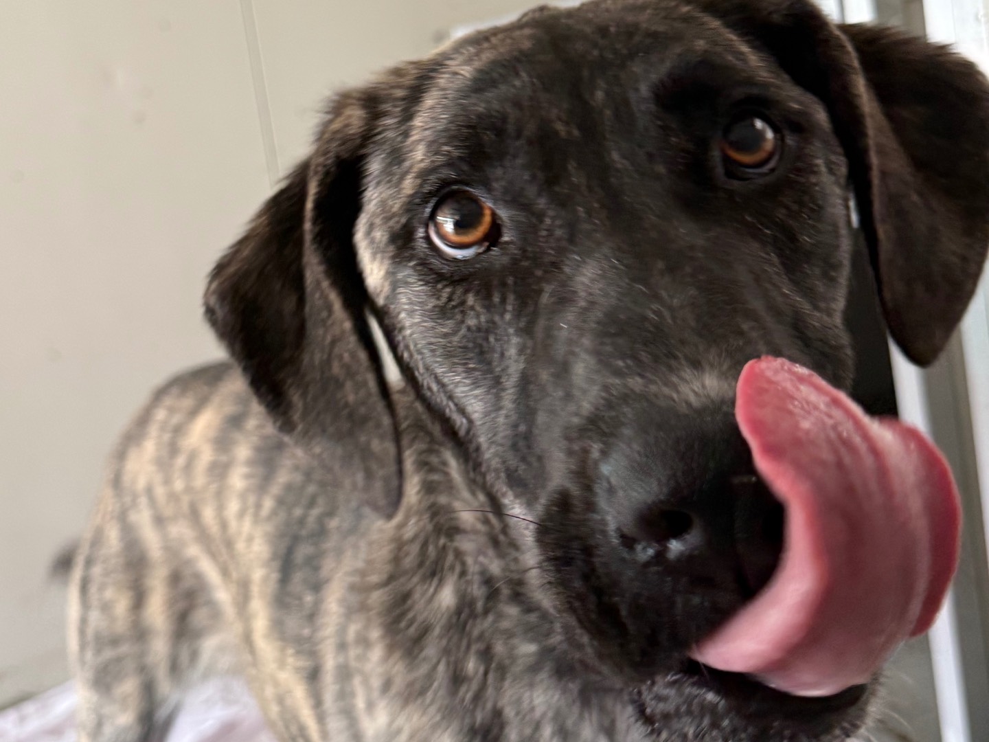 Adotta un cane, femmina, 1 anno e 8 mesi, Milano