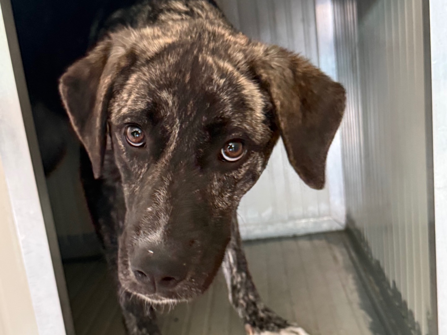 Adozione cane, femmina, Razza sconosciuta Razza sconosciuta, 1 anno e 8 mesi, taglia grande, Milano