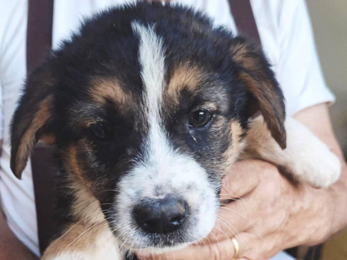 Adozione cane, femmina, Razza sconosciuta Razza sconosciuta, 3 mesi, taglia media, Crotone
