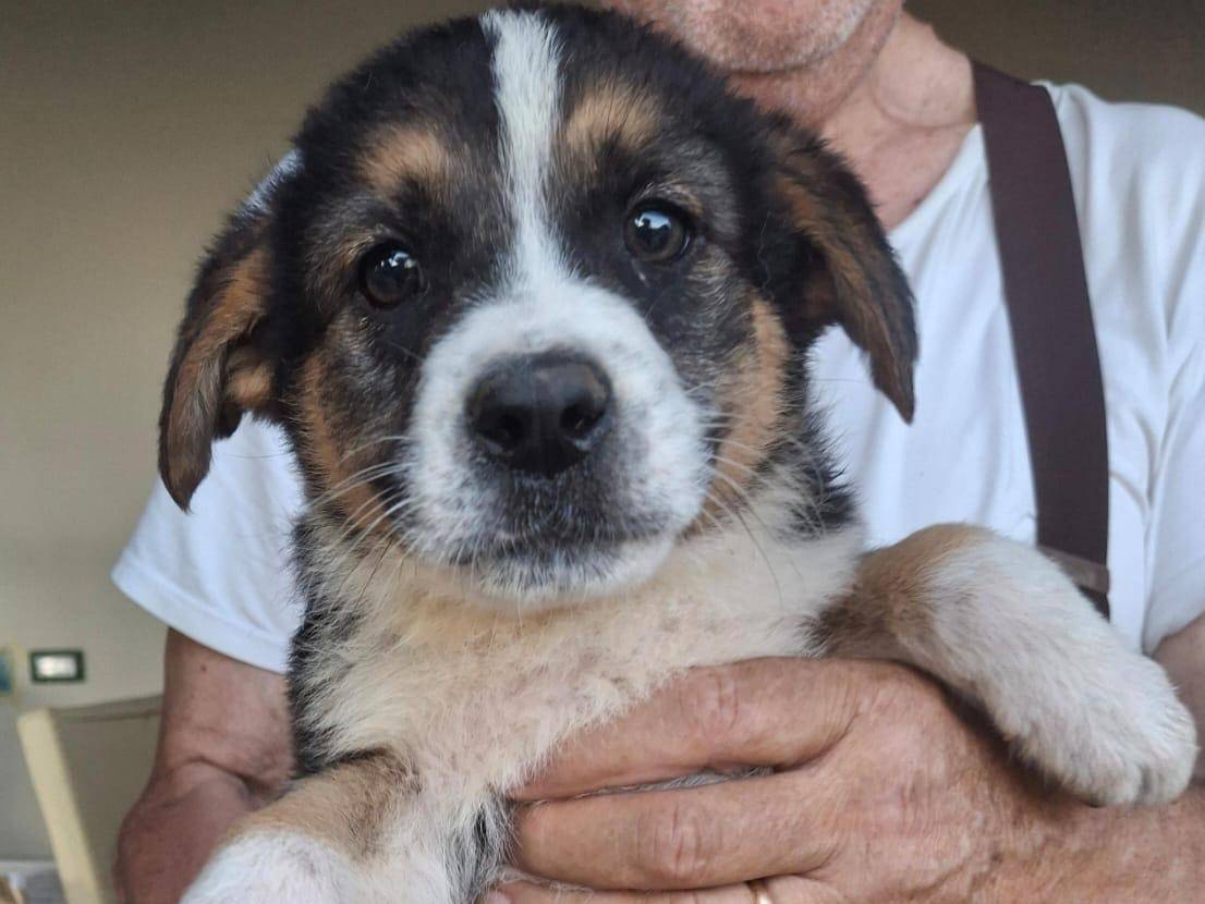 Adotta un cane, femmina, 3 mesi, Crotone