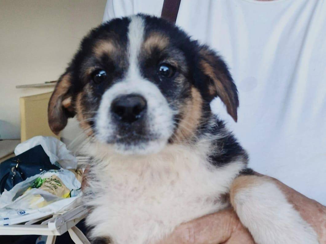 Adotta un cane, taglia media, femmina, Crotone