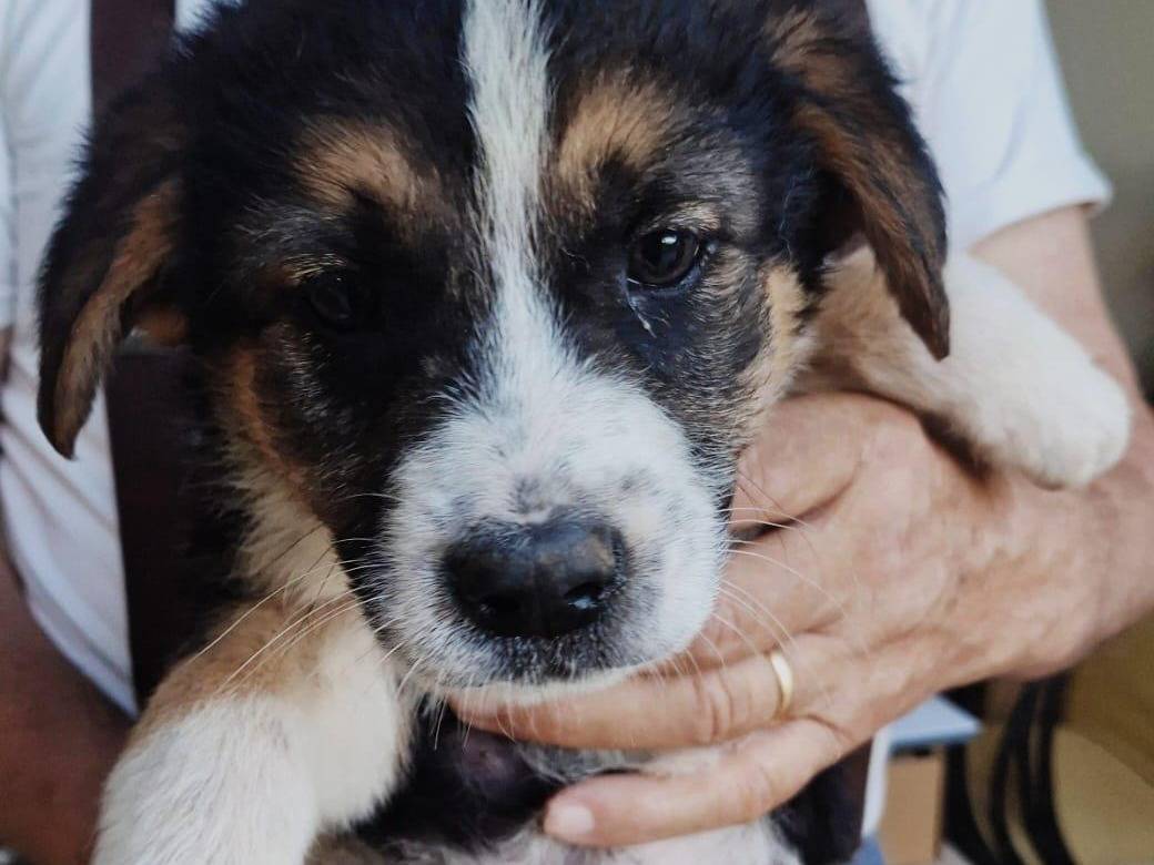 Vuoi adottare un cane a Crotone?