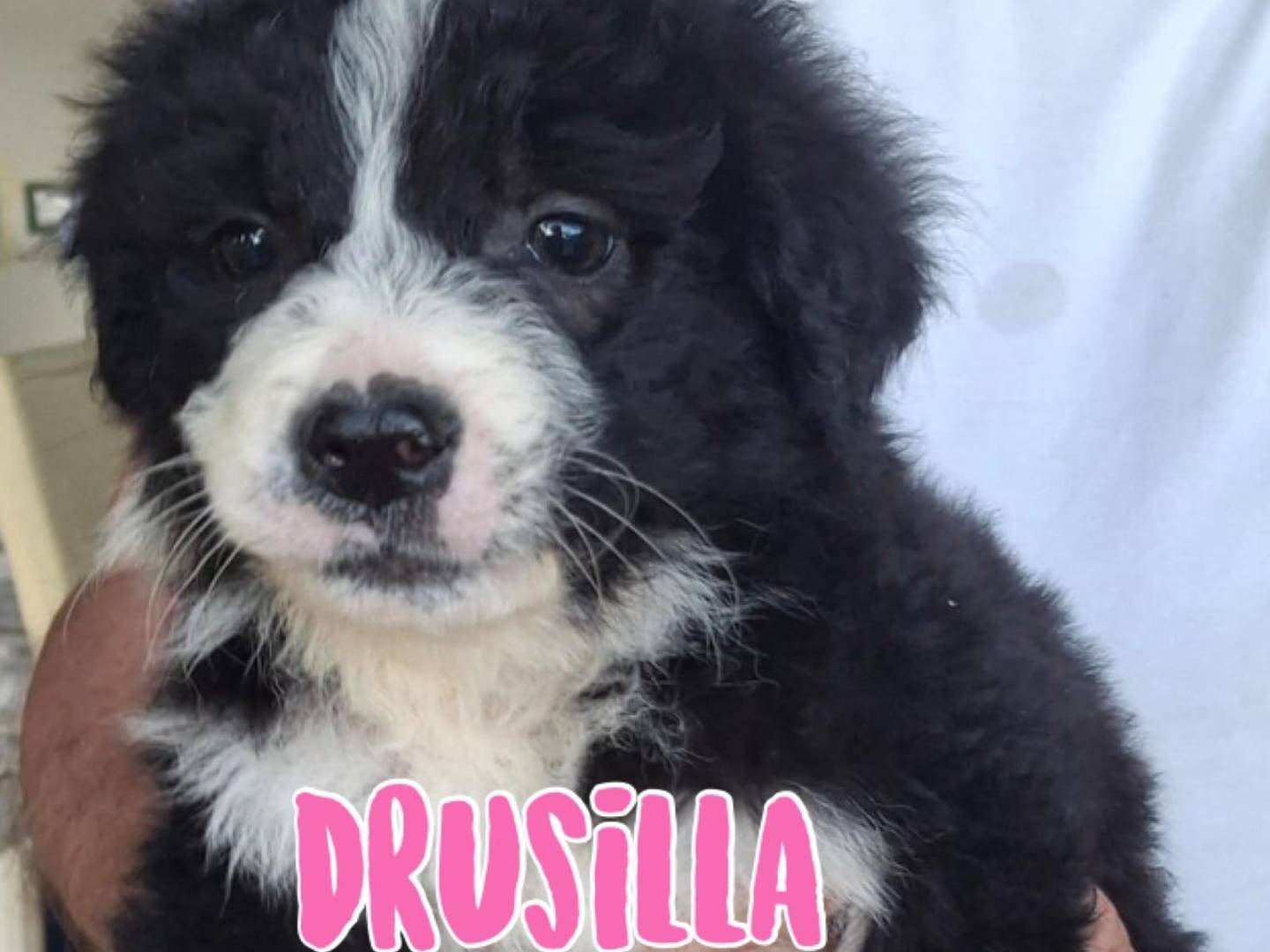 Adozione cane, femmina, Razza sconosciuta Razza sconosciuta, 2 mesi, taglia media, Crotone