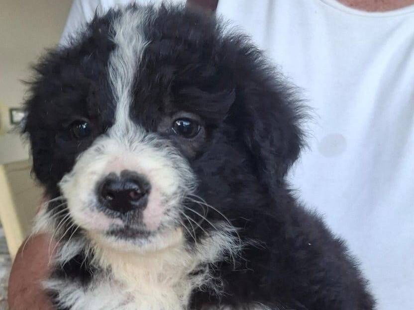 Adotta un cane, taglia media, femmina, Crotone