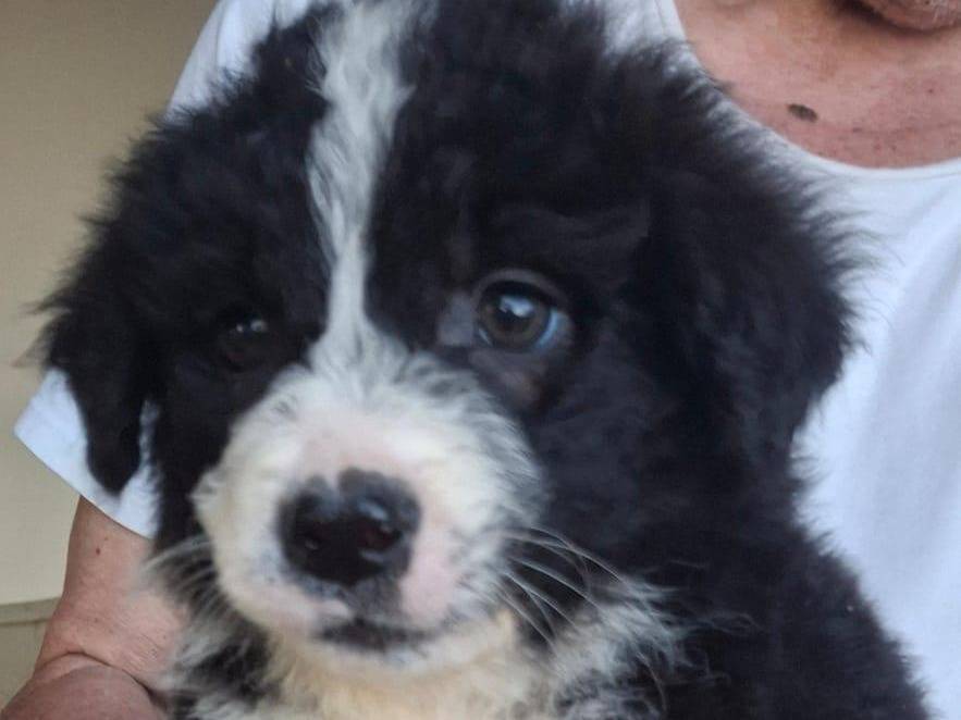 Vuoi adottare un cane a Crotone?