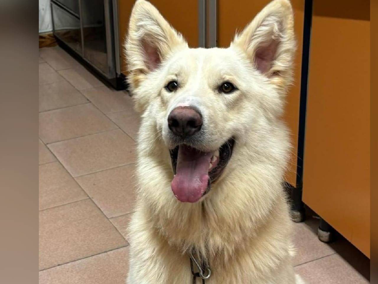 Adozione cane, maschio, Razza sconosciuta Razza sconosciuta, 3 anni e 6 mesi, taglia media, Crotone