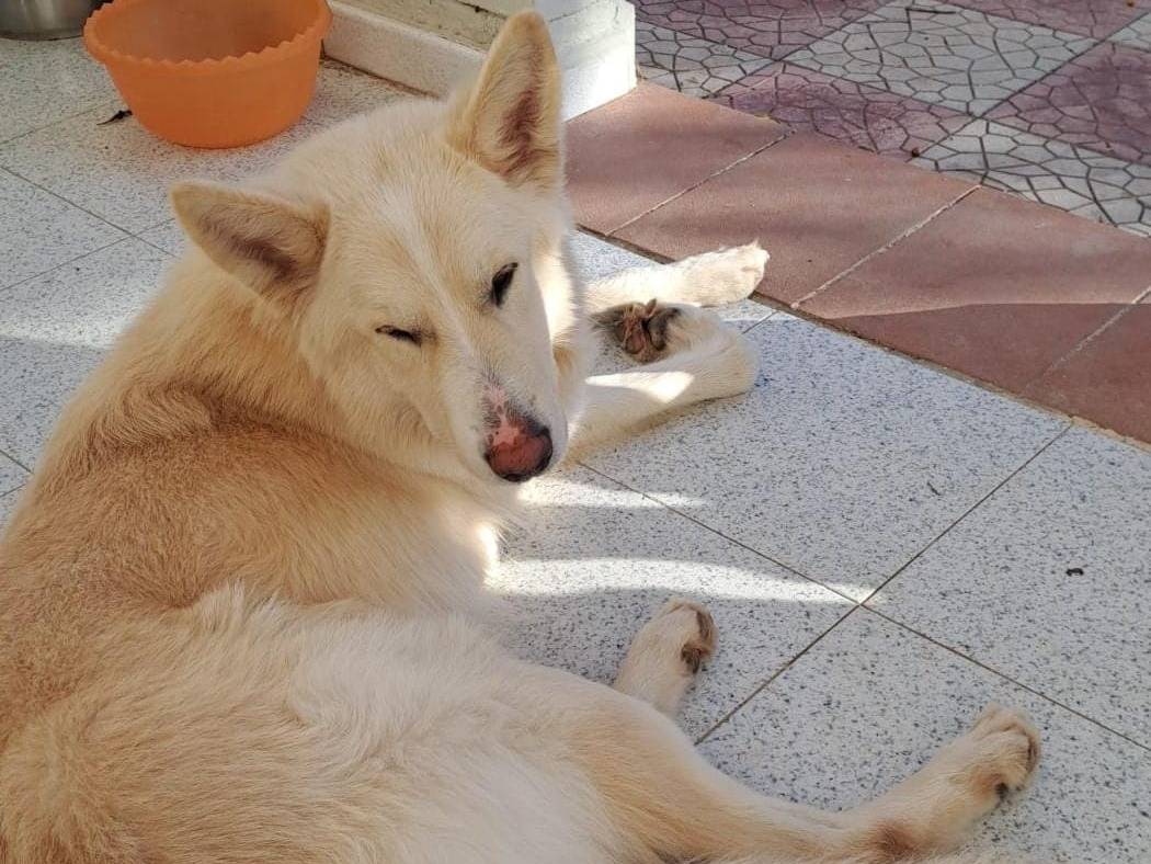 Adotta un cane, maschio, 3 anni e 6 mesi, Crotone