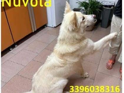 Adotta un cane, taglia media, maschio, Crotone
