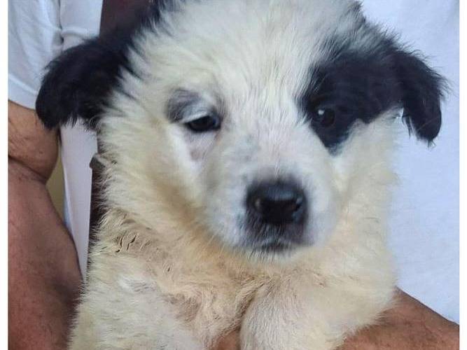 Adotta un cane, maschio, 2 mesi, Crotone