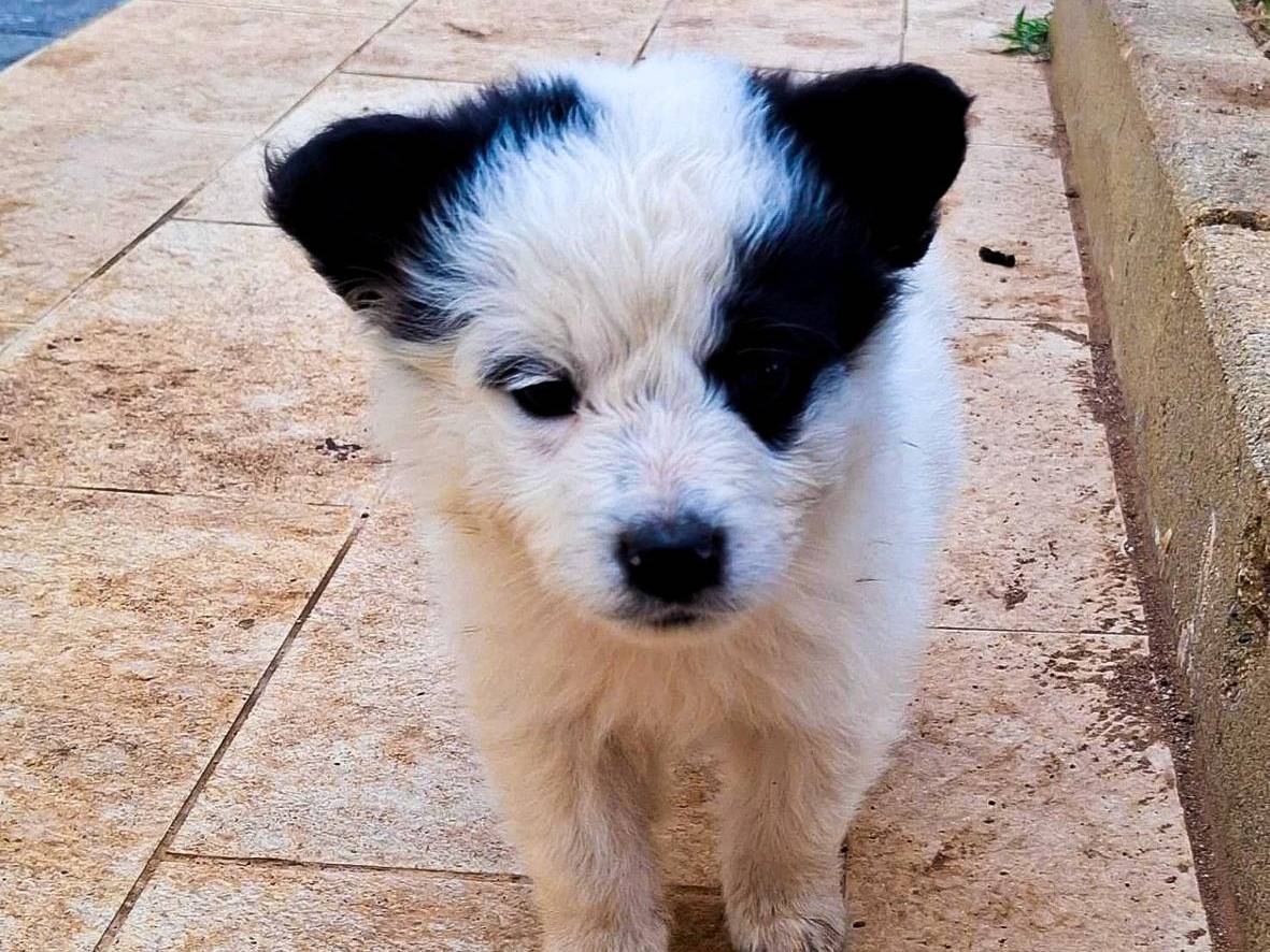 Adozione cane, maschio, Razza sconosciuta Razza sconosciuta, 2 mesi, taglia media, Crotone