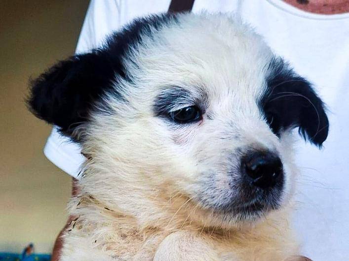 Adotta un cane, taglia media, maschio, Crotone