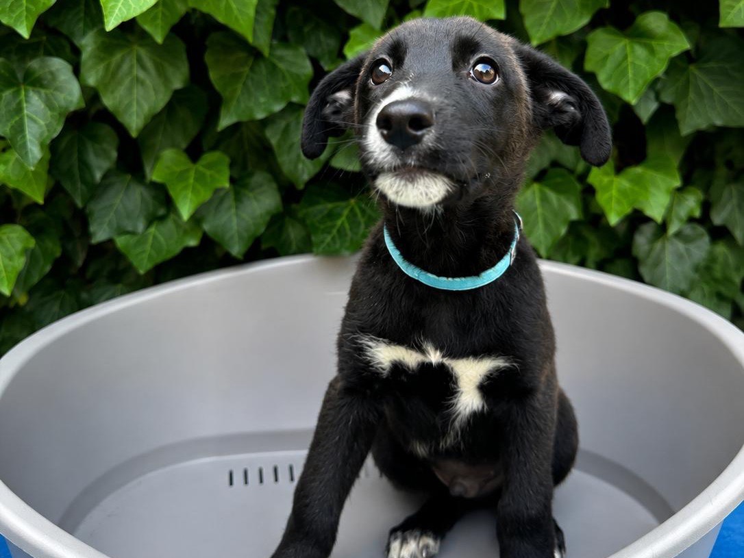 Adozione cane, maschio, Razza sconosciuta Razza sconosciuta, 3 mesi, taglia media, Siracusa