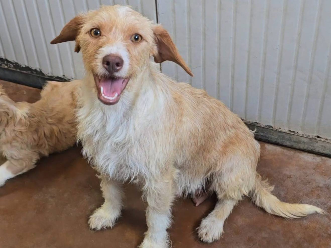 Adozione cane, femmina, Razza sconosciuta Razza sconosciuta, 1 anno e 2 mesi, taglia piccola, Teramo