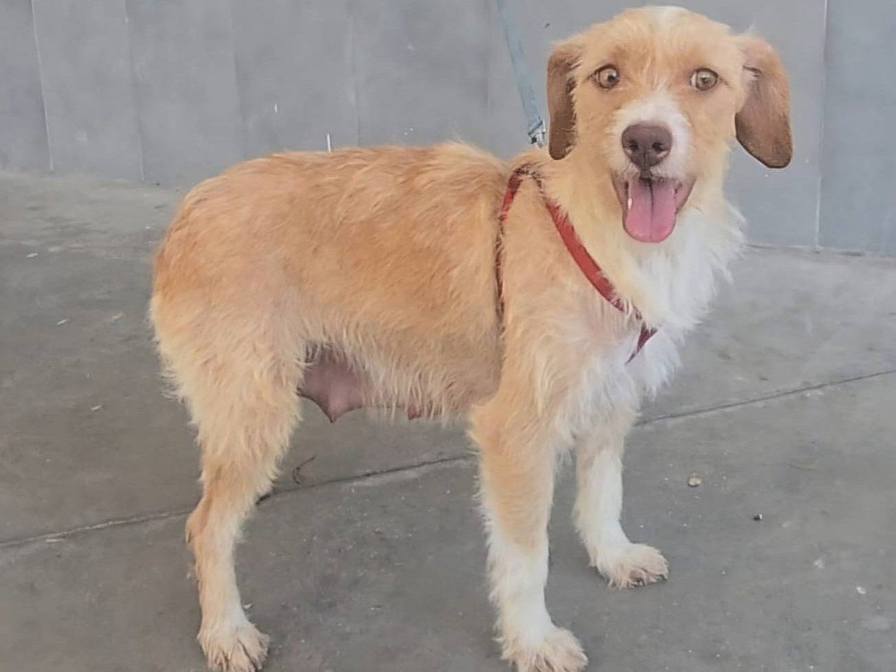Adotta un cane, femmina, 1 anno e 2 mesi, Teramo