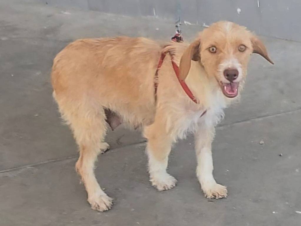 Adotta un cane, taglia piccola, femmina, Teramo