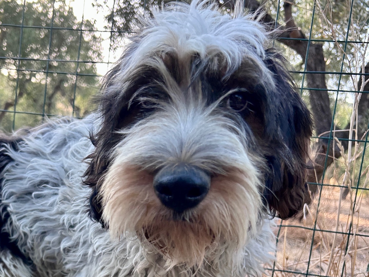Adotta un cane, maschio, 6 mesi, Chieti