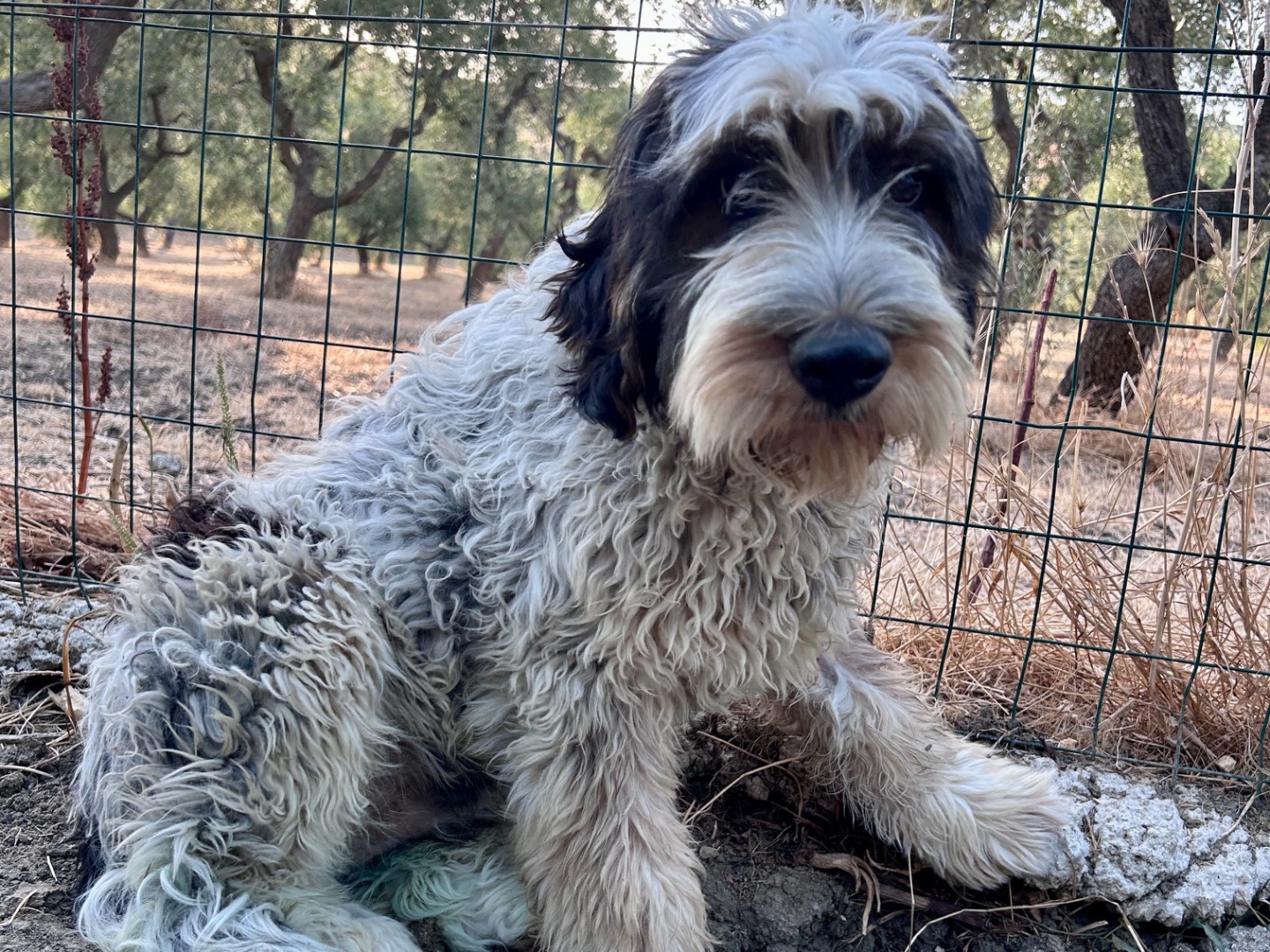 Adotta il cane CHARLIE  a Chieti