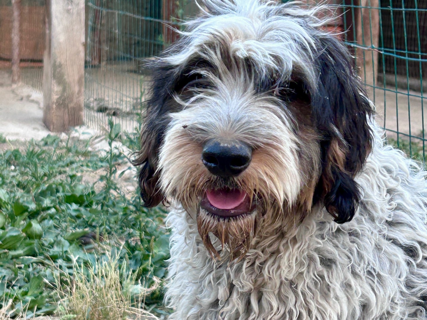 Vuoi adottare un cane a Chieti?