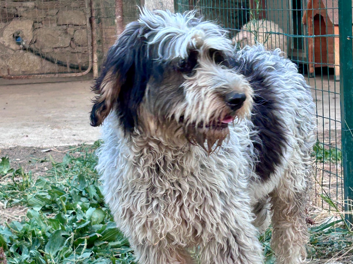 Adotta un cane, taglia media, maschio, Chieti